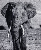 ANIMAL Elefánt Strandtörölköző 165x90cm